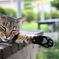 猫の肉球