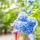 紫陽花