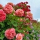 薔薇、空を向いて。