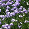 沢山の花菖蒲～(^^♪。