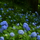 森の紫陽花