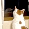 見つめ合うひなとねこ
