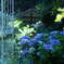 紫陽花の庭*