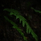 草