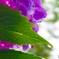 紫陽花2
