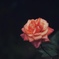 薔薇