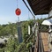 紫陽花寺