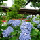 2025062本土寺