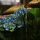 紫陽花