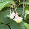 梅花甘茶