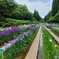 花しょうぶ園の散策路