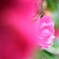 庭の薔薇