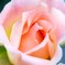 薔薇道