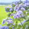 紫陽花