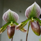 Paphiopedilum callosum