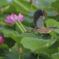 yoshigoi_4542