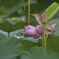 yoshigoi_4625