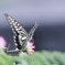 アゲハ蝶