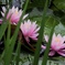 雨に咲く花