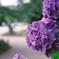 上野公園の紫陽花1
