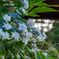 八重の紫陽花