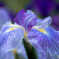花菖蒲
