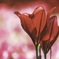 赤い百合の花