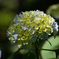 Hydrangea