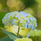 Hydrangea