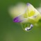 紫陽花の季節８「オールドレンズで撮る」