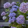 紫の紫陽花