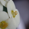 花麒麟