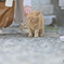 猫の楽園7