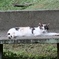 神宮の猫②