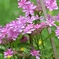 美しい紫陽花