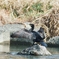 日干し…カワウ