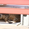 猫の楽園5