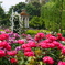 満開の薔薇園②