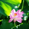 朝撮りのハスの花