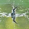 水面鏡