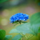紫陽花