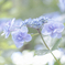 紫陽花