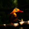 Ruddy Kingfisher