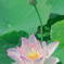 蓮の花