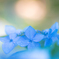 flower photo