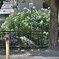 拝啓 夏至の候 紫陽花3