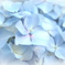 紫陽花２