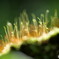 苔の世界にお邪魔します