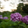 紫陽花