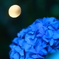 紫陽花